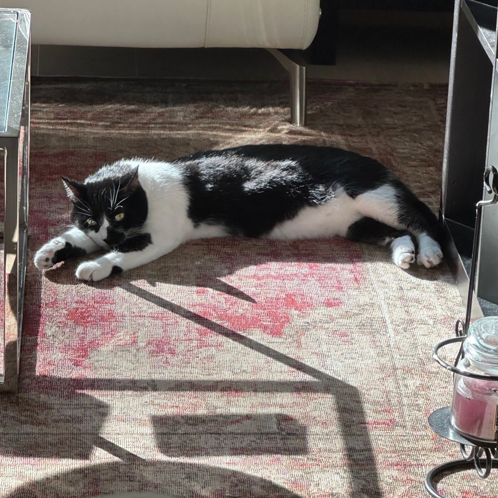Photography. Tuxedo cat lying down on a living room rug, basking in the afternoon sun.
