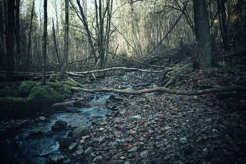 Little brook running along the path of the Mærradalen park, a small patch of forest within urban Oslo, Norway.