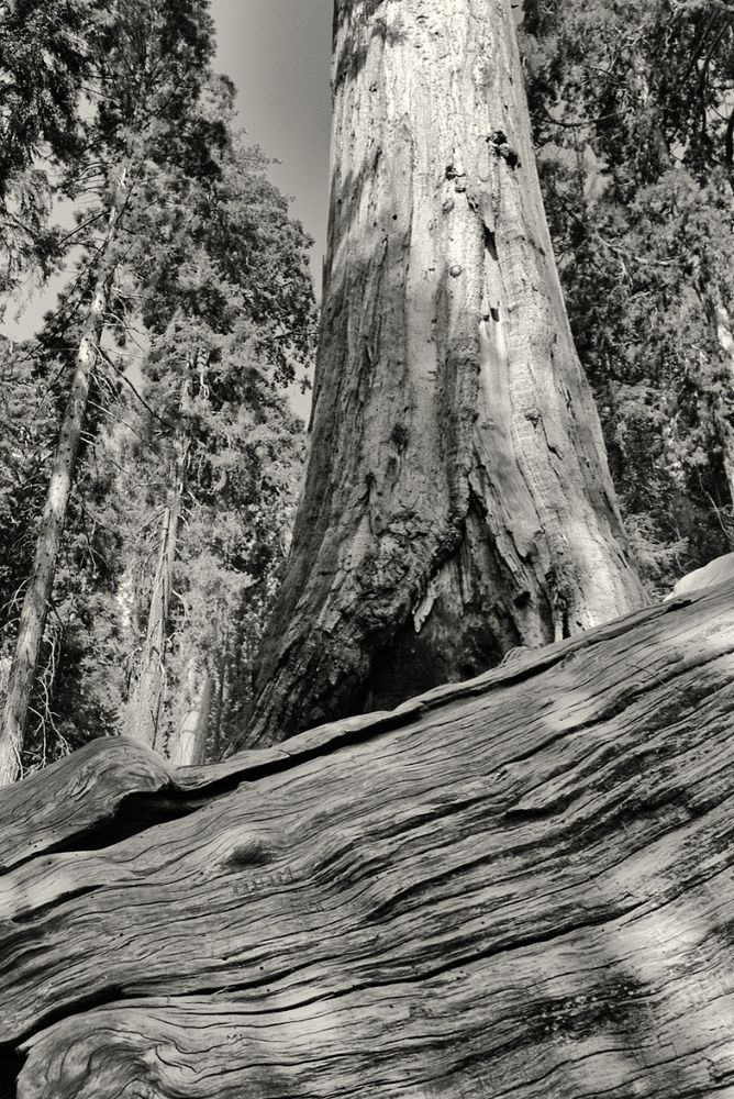 The foreground (lower part of image) shows a heavily-etched piece of deadwood at an upward angle from left to right. Above and behind we see the tapering lower section and trunk of a huge tree that rises out of sight. On either side are additional tall trees.