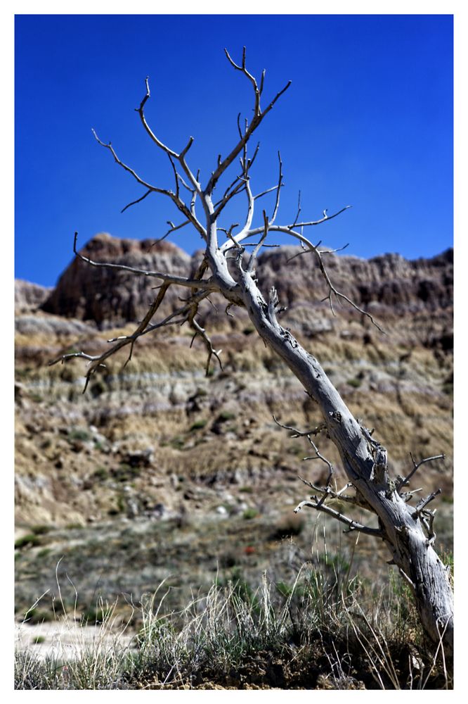 A spindly dead tree stretches across the photo from lower right to top center, its branches devoid of leaves. At its base are mixed grasses, while in the out-of-focus background we see a colorful badlands terrain showing clear stratification. The blue sky is faultless.