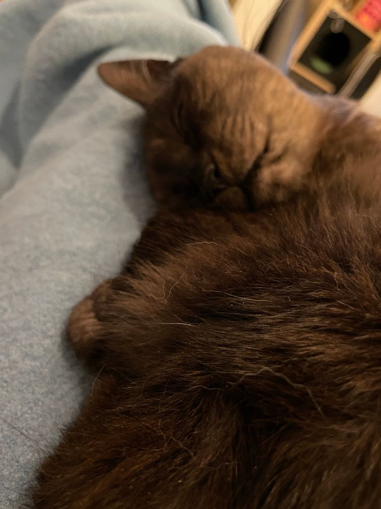 Sleeping cat with thick black smoke fur sleeping on a blue blanket. My lap is underneath the blanket.