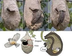Diagram showing a bird with a weird nest with a false hole in it with a real hole right over it