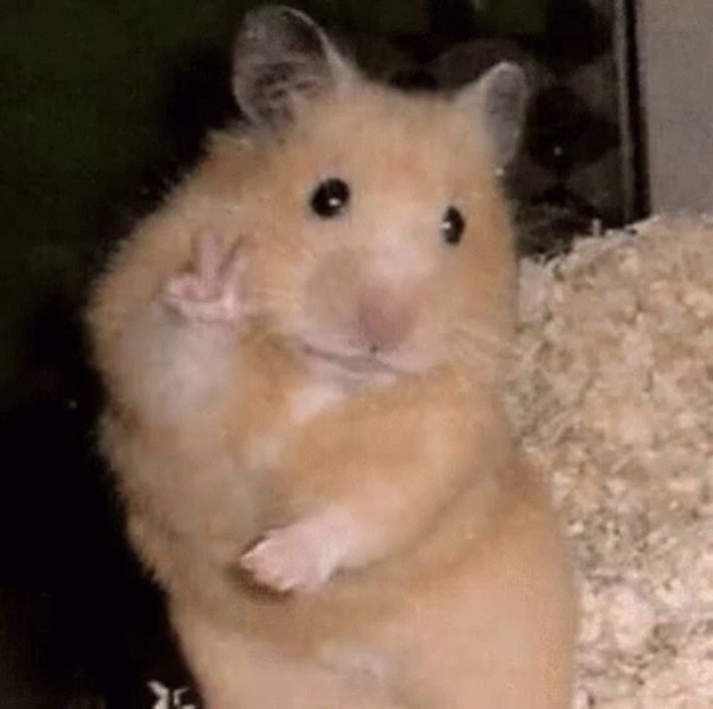 a close up of a hamster standing on its hind legs .