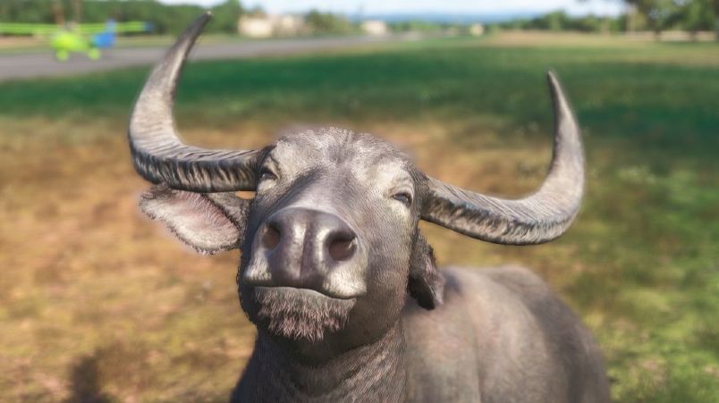 a water buffalo smiling