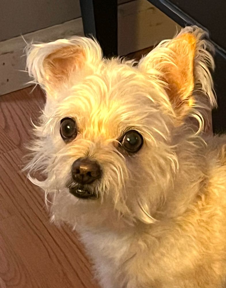 Terrier with shaggy hair that looks a bit like a handlebar moustache