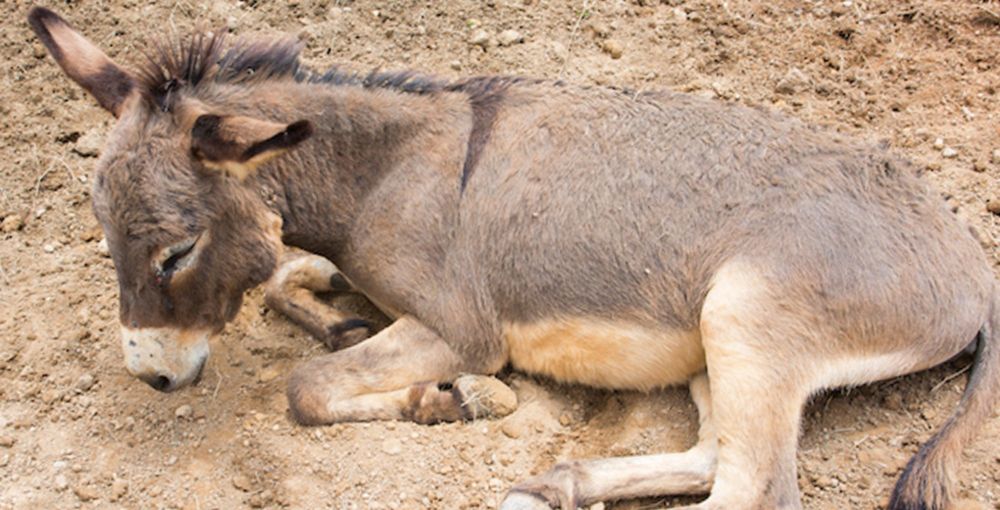 Amazon: stop the cruel treatment of donkeys