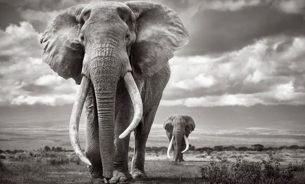 Save Africa’s super tuskers