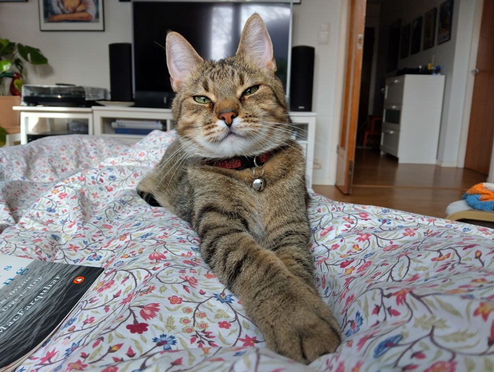 My tan and grey tabby cat is laying down with his paws stretched out in front of him on a floral bedspread. His head is slightly tilted to the left of the image and his ears are perked, and he appears to be smiling. 