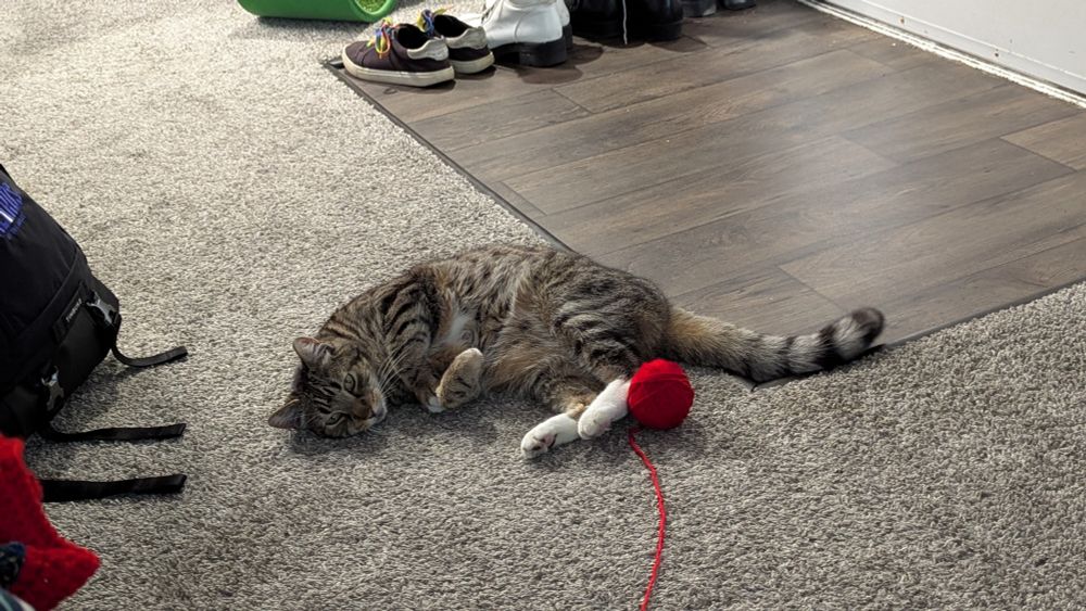 A tabby cat with a ball of yarn at his feet