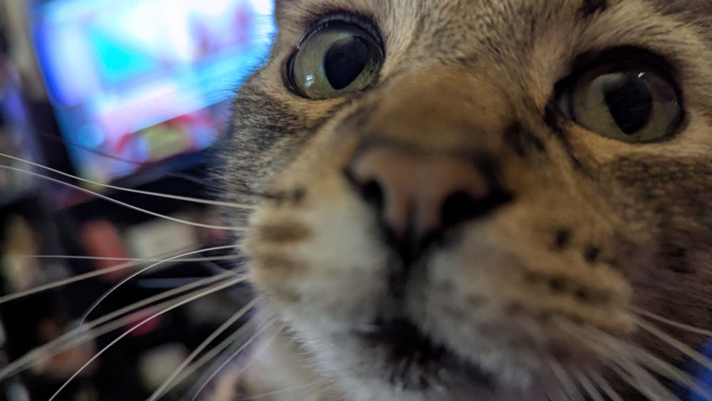 A very close photo of a tabby cat's face, eyes big and looking above the camera at the photographer