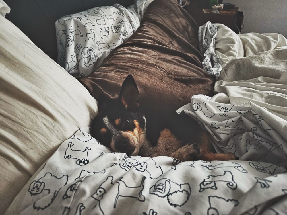 A small, mainly black chihuahua has tucked herself into a bed made with dog-printed sheets and is lying on a pile of pillows. 