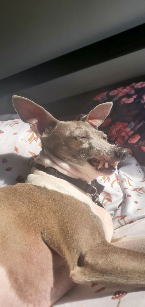 An italian greyhound sitting in the sun. Her teeth are visible and her eyes are closed