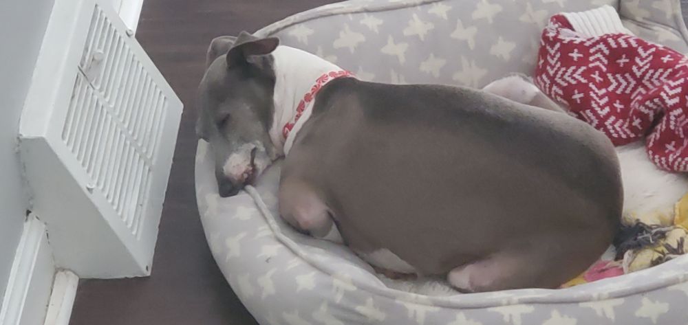 An italian greyhound in bed cuddled up near a heater