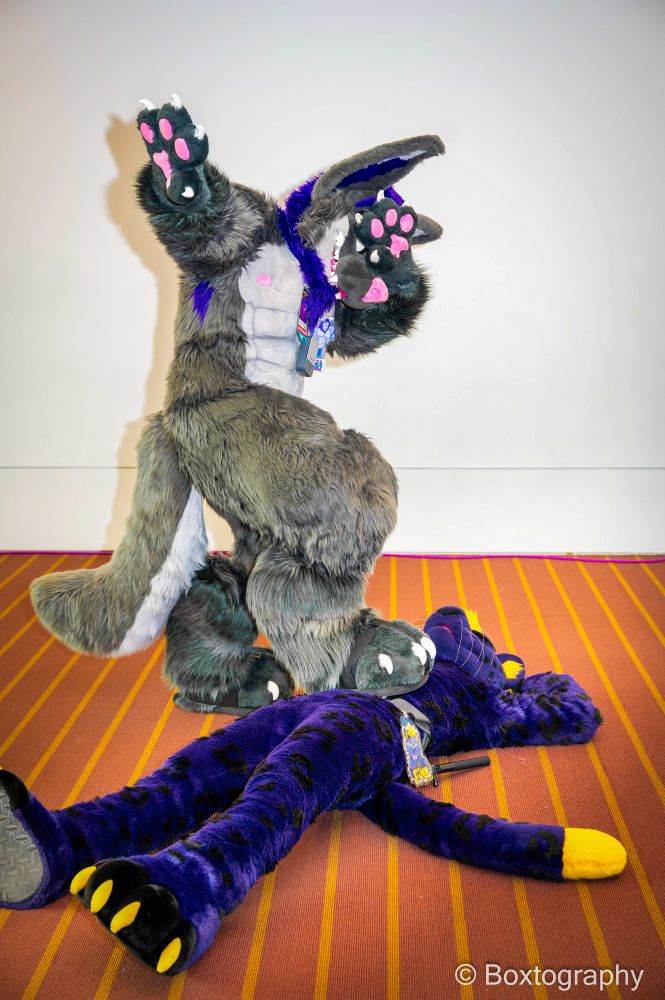 Hugz, a large grey and purple wolf fursuiter, stepping on Finn, a purple and yellow panther fursuiter, while dabbing