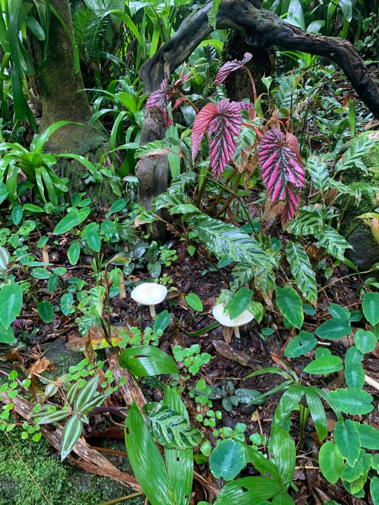 Lots of green ground plants with two white toadstools in the middle. Some bright pink leafed begonias in the background.