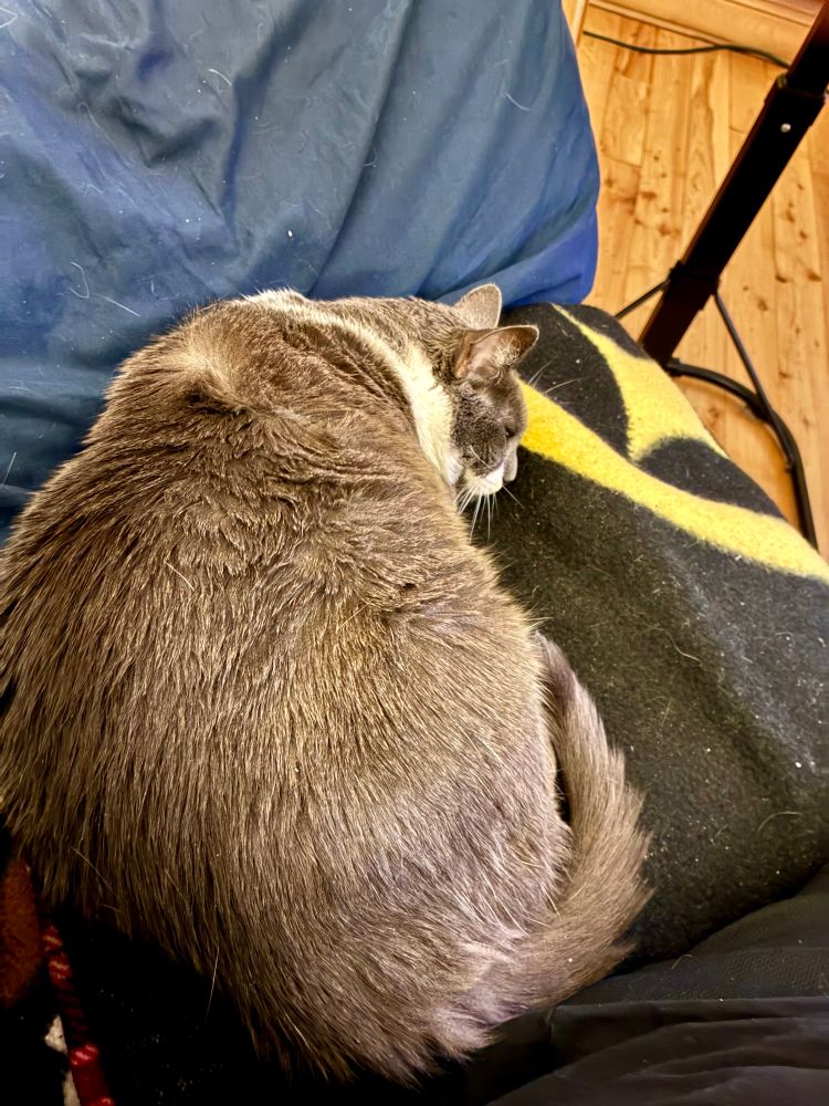 Niblet sleeping to my left. 