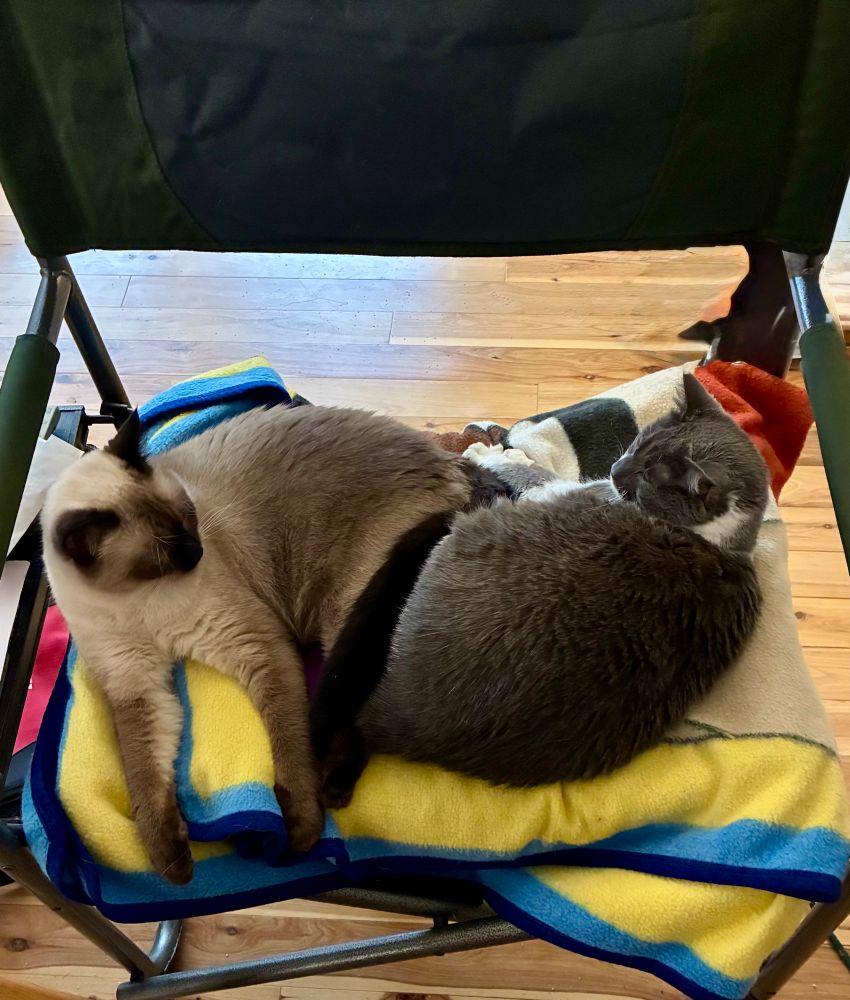 My two cats lying next to each other in their favorite chair for the first time. 