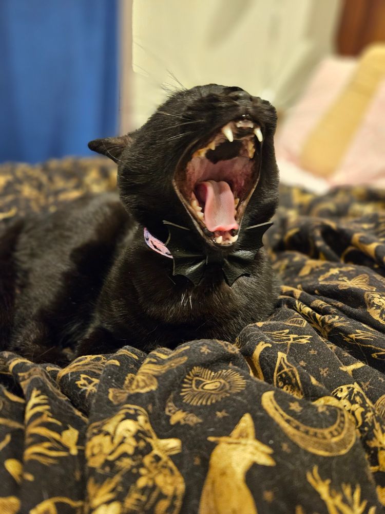 A black cat yawning in a way that makes her look like she's screaming as loud as is possible for an animal to scream. 