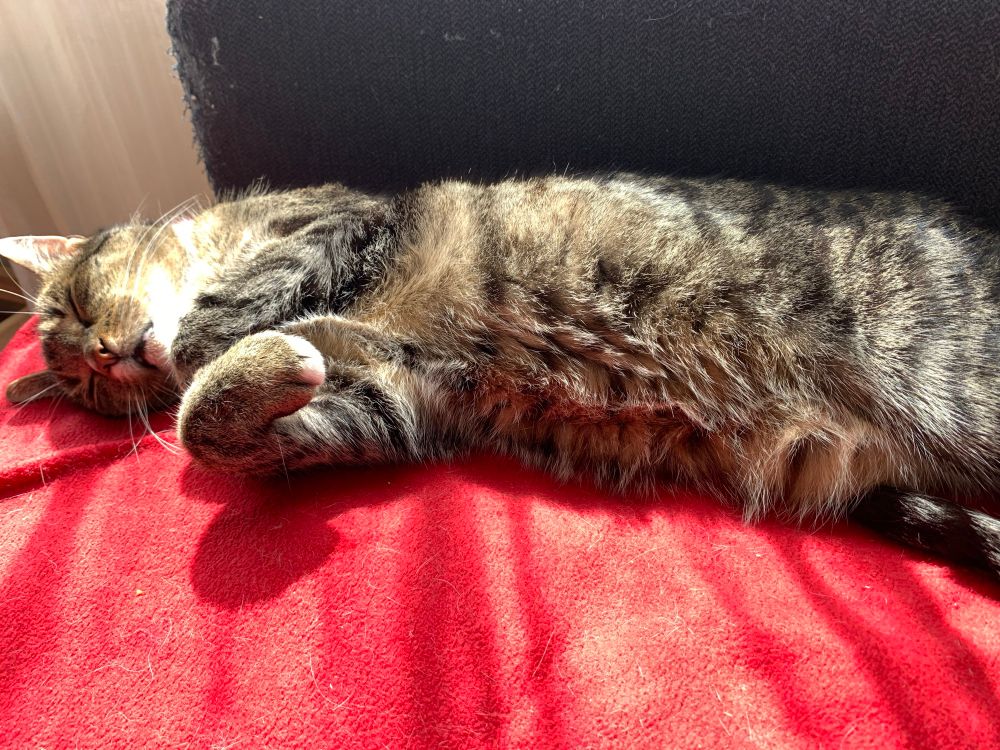 Getigerter Kater schläft seitlich ausgestreckt auf einer roten Decke. Die Sonne scheint auf ihn. 