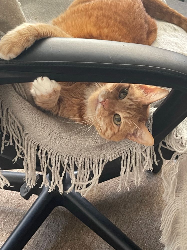 My orange tabby kitty Murphy, playing around on a black computer chair and looking up at the viewer.