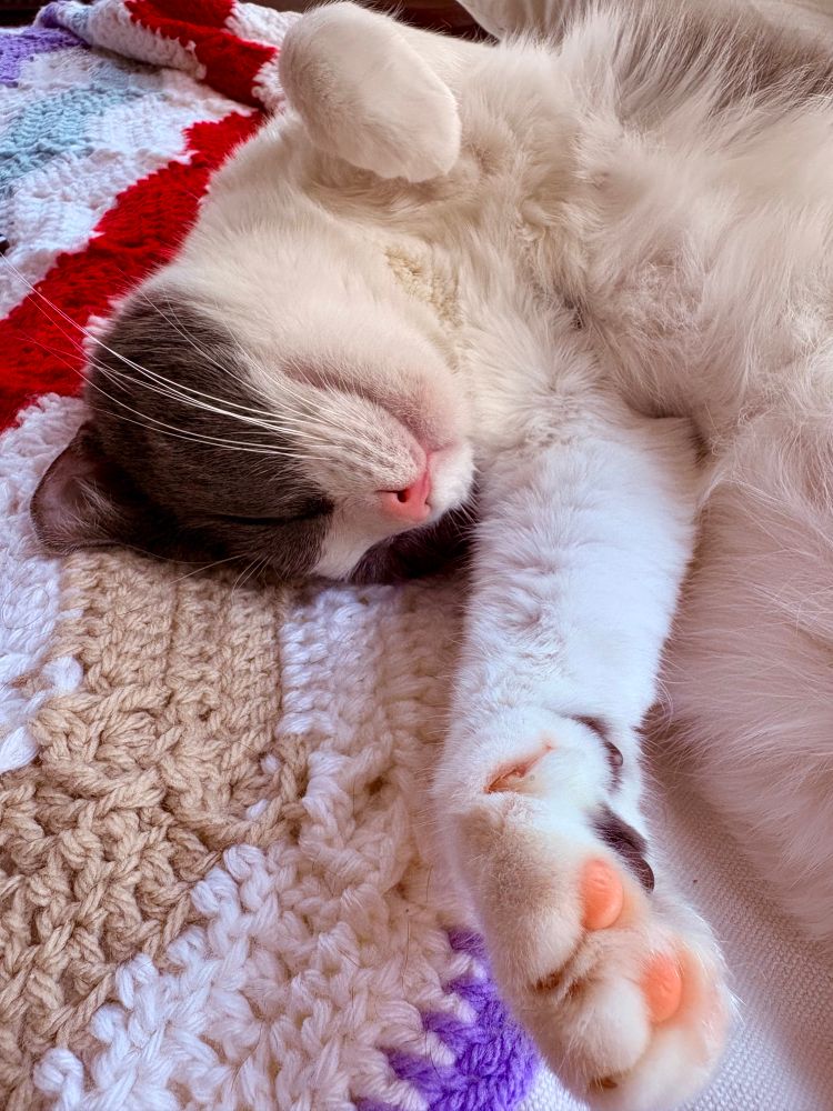 A grey and white cat, Bucky, is lying on a colourful blanket, her head upside down. She is holding a paw toward the camera so the front field of vision is dominated by exceedingly cute pink toe beans.