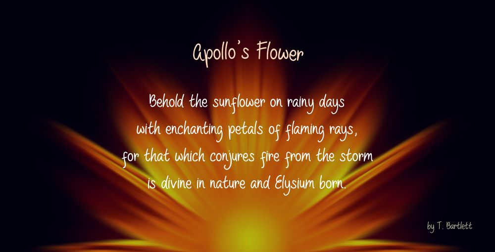 Photograph of a sunflower with the text of a poem by T. Bartlett called 