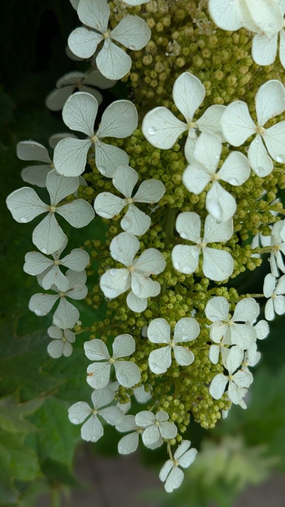 Photograph of Hydrangea flowers with some raindrops on them, as seen on the grounds of the Cincinnati Art Museum. 