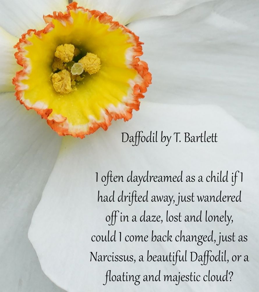 Flora photograph of a daffodil and text of a poem called Daffodil.
