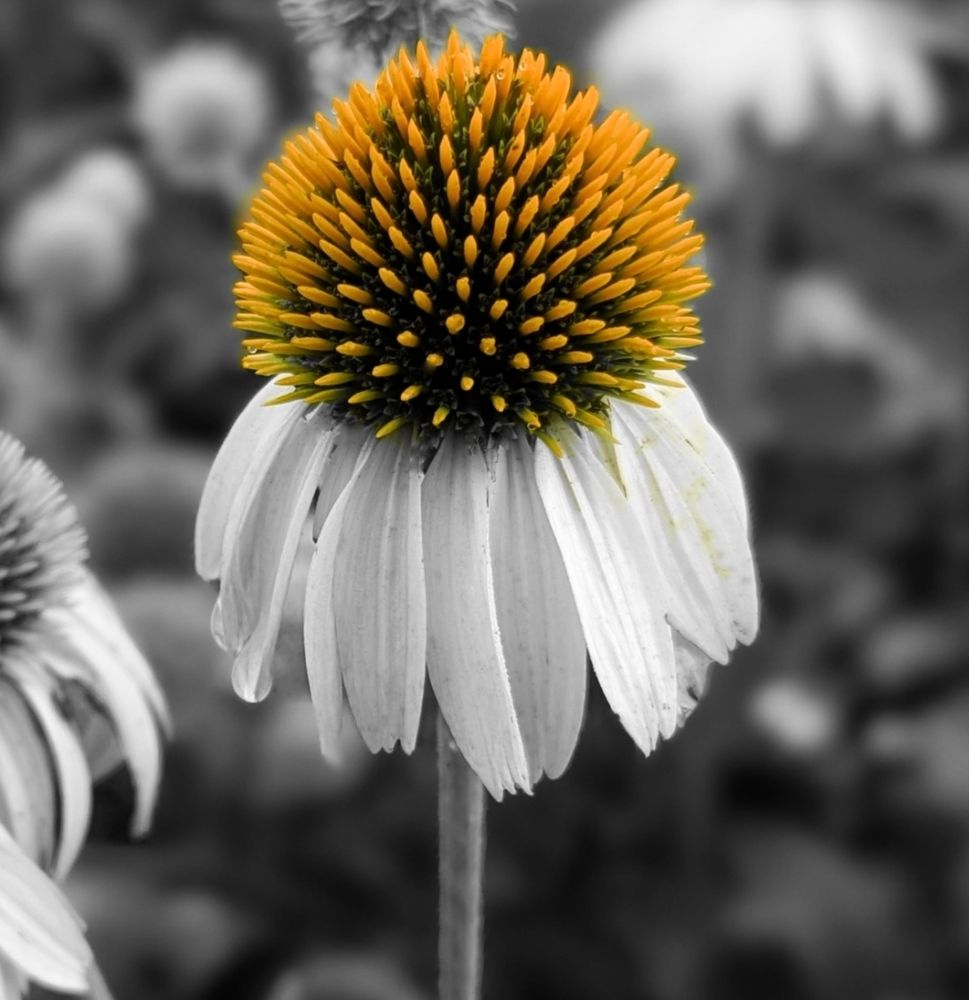 Photo of a coneflower edited to be partial black and white with the cone of the flower in orange.