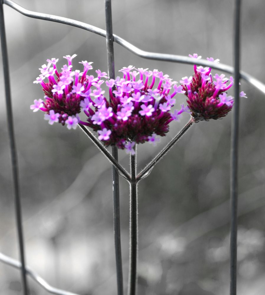 Photograph of verbena flowers with surrounding metal fencing. Edited in pink and black and white.