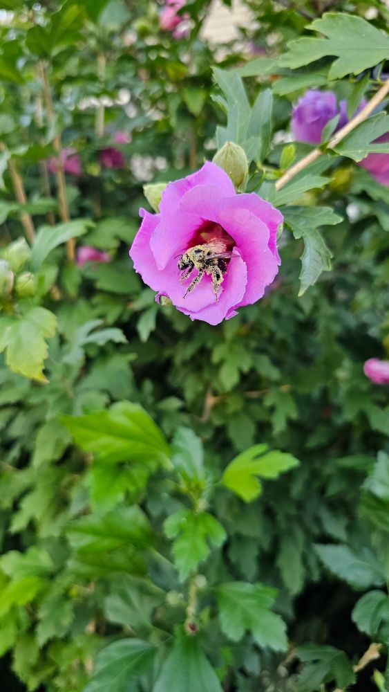 Picture of a bee in a pink rose of Sharon flower