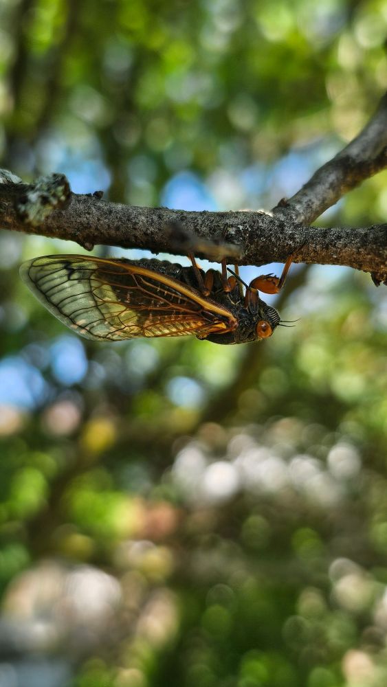 Side profile of a cicada perching on a tree
