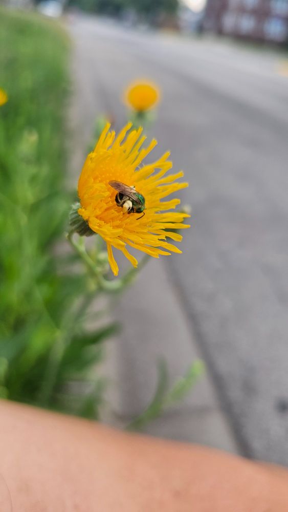Picture of a sweat bee on a yellow flower