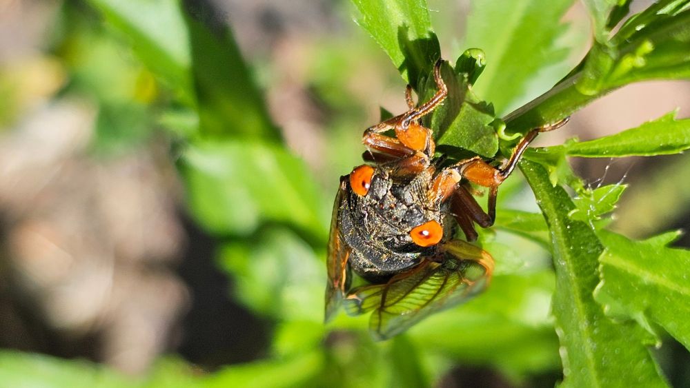 Frontal view of a cicada perched on a stalk of grass