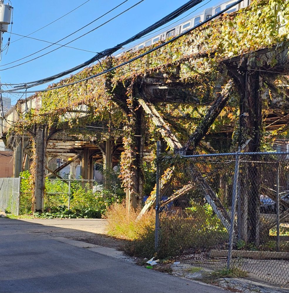 Picture of ivy growing up and over a train viaduct in a Chicago alley