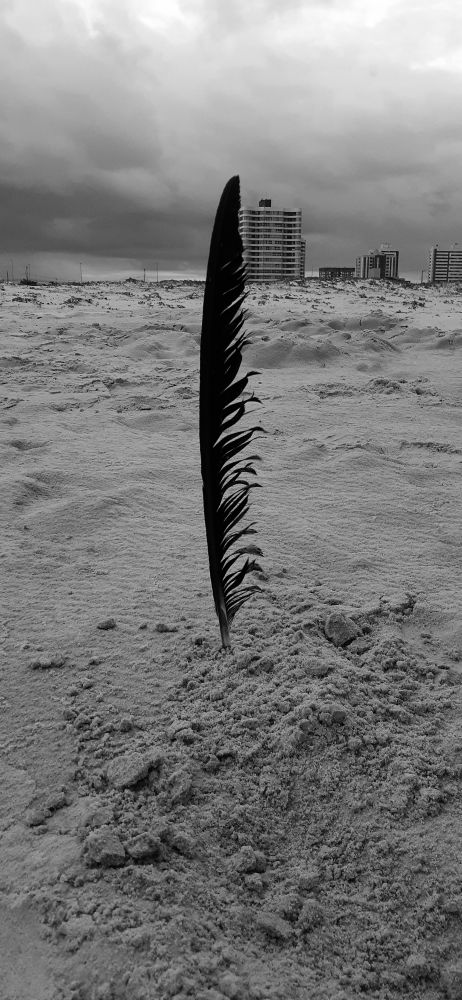 Pena de ave fincada na areiia