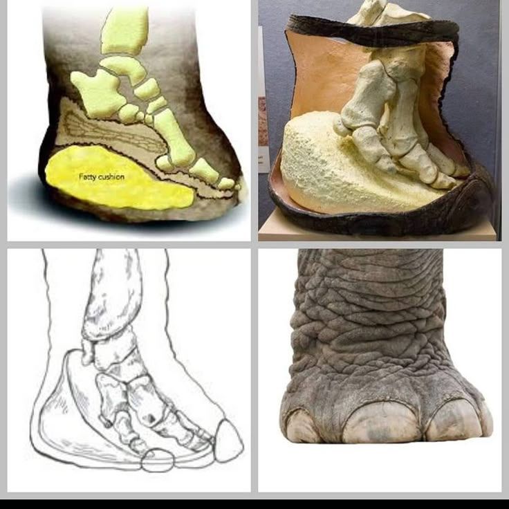 Anatomical illustrations of an elephant's foot, showing how they basically walk on their toes with a huge cushion of fat under the heel