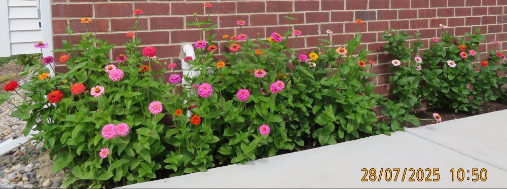 multi-colored zinnias