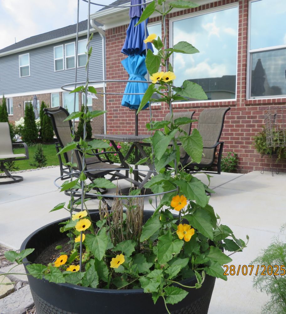 black-eyed Susan vine