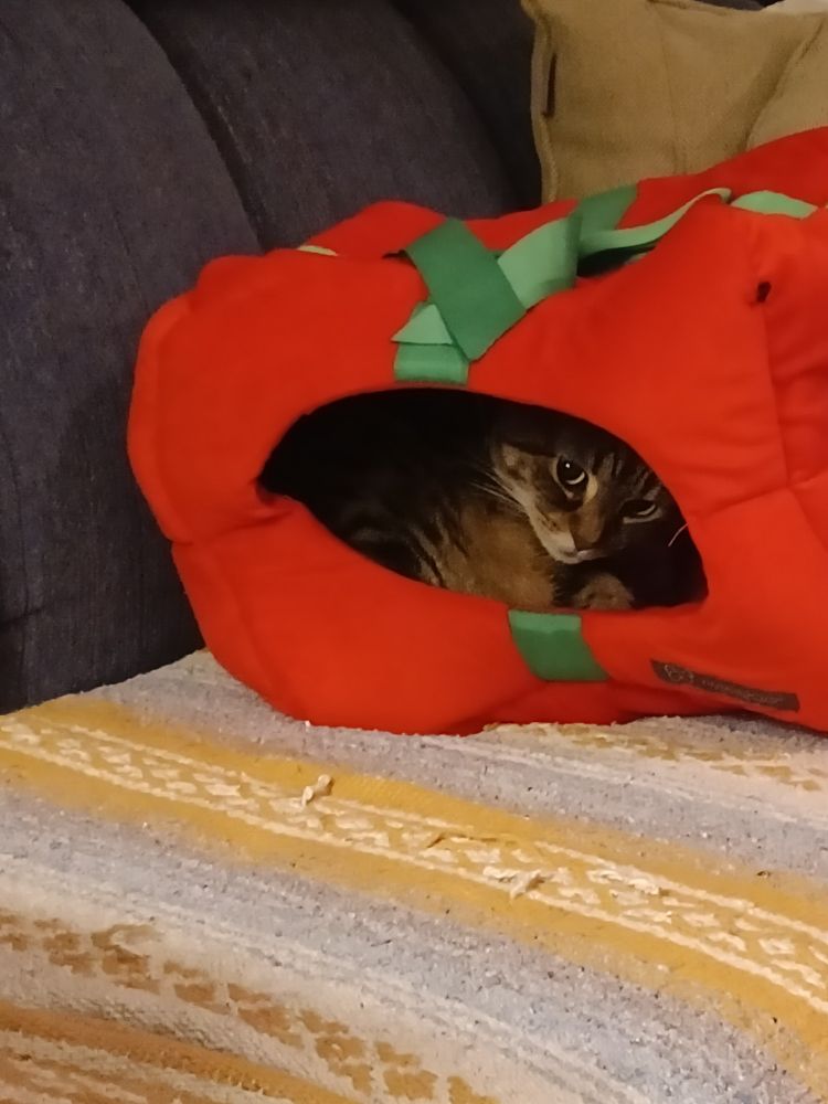 Grey tabby cat inside cat bed which looks like a Christmas present