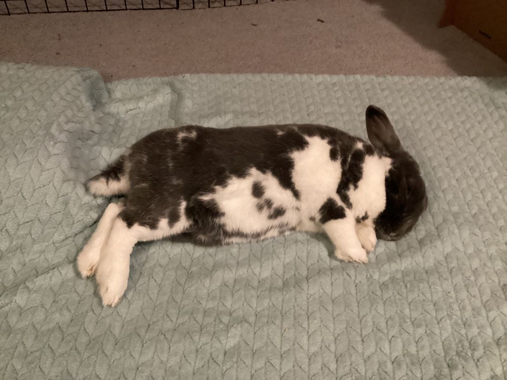 A grey and white bunny flopped on her side on a blanket.