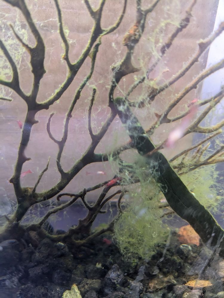 blurry picture of ōpae'ula microlobsters in a mini brackish aquarium , climbing around rocks at the bottom and a seafan with algae