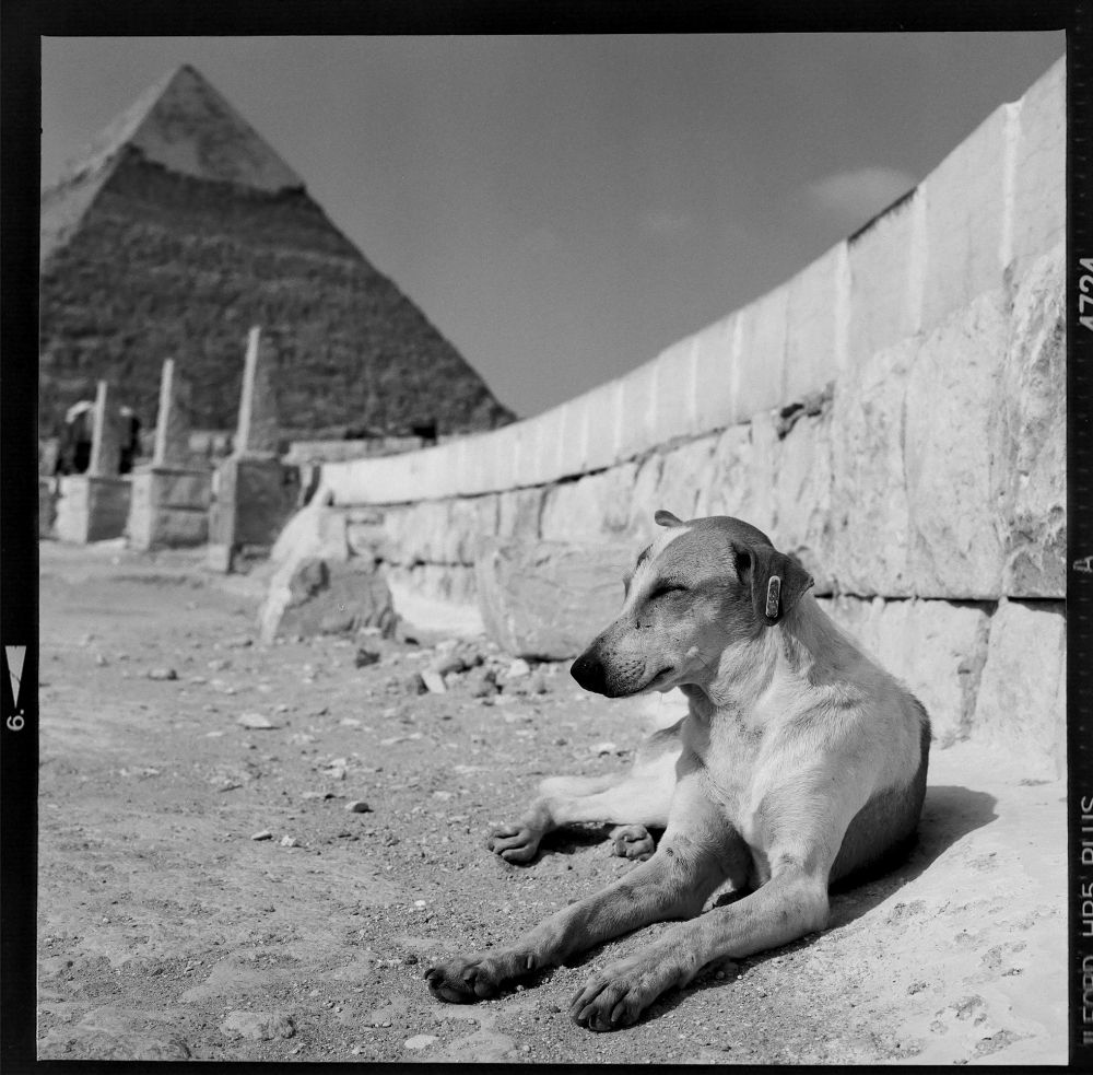 A black and white film photograph at Giza pyramids. A dog in the first scene, rests in front of one of the pyramids