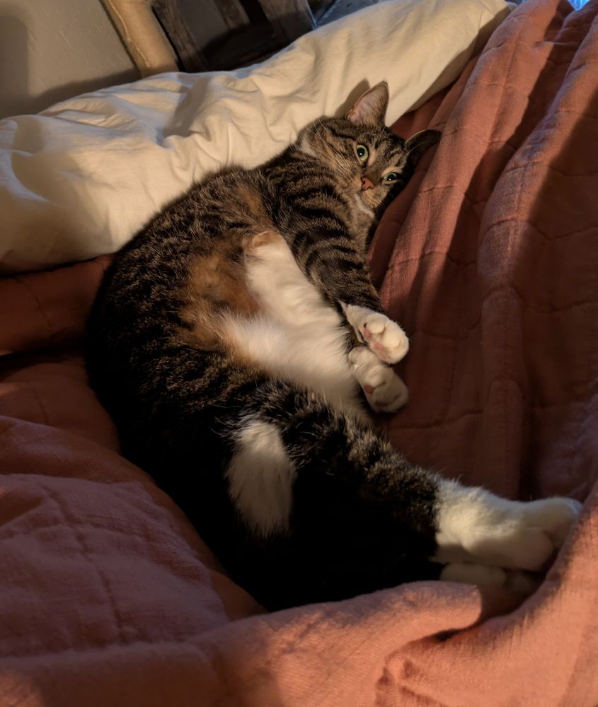 Brown tabby cat with white paws and tummy laying on a pink blanket with a crazed expression on her face