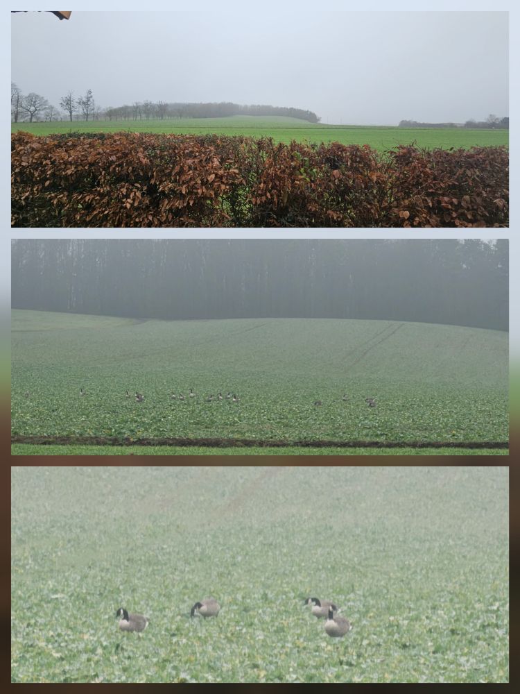Collage 3er Fotos von Gänsen auf einem Feld mit diversen Zoom Bereiche. 
