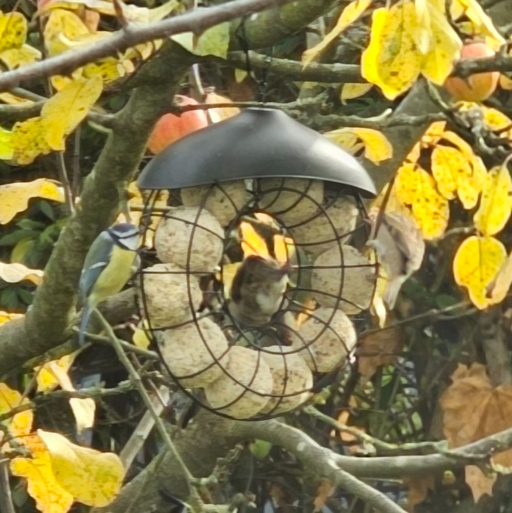 Un support dans le pommier contenant des boules de graisse que des petits oiseaux mangent.