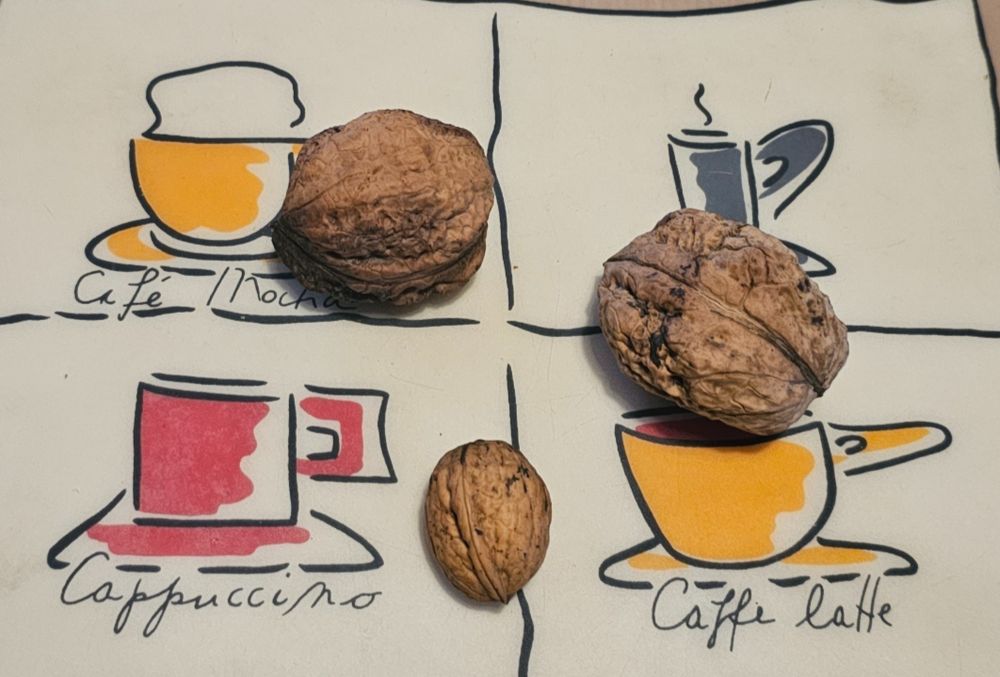 3 Walnüsse auf dem Tisch, eine normalgroße und 2 riesige fast 4x so groß.