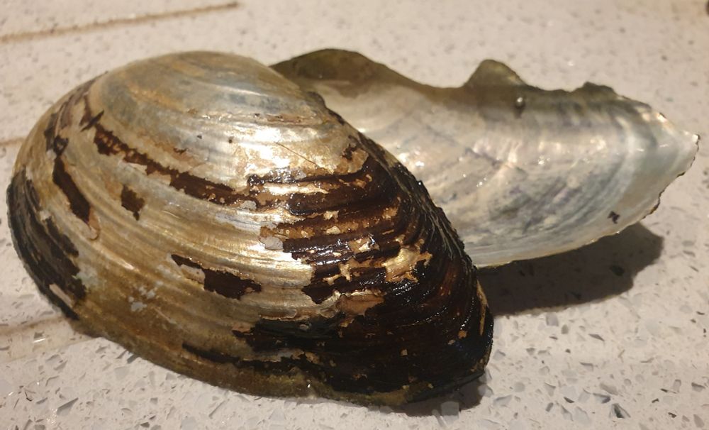The shells of these large bivalve molluscs