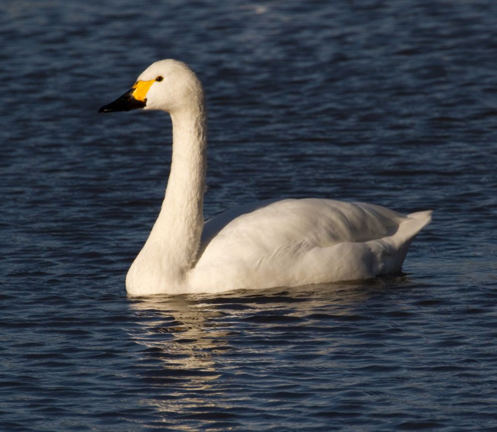 Small swan with a black beak and yellow marking