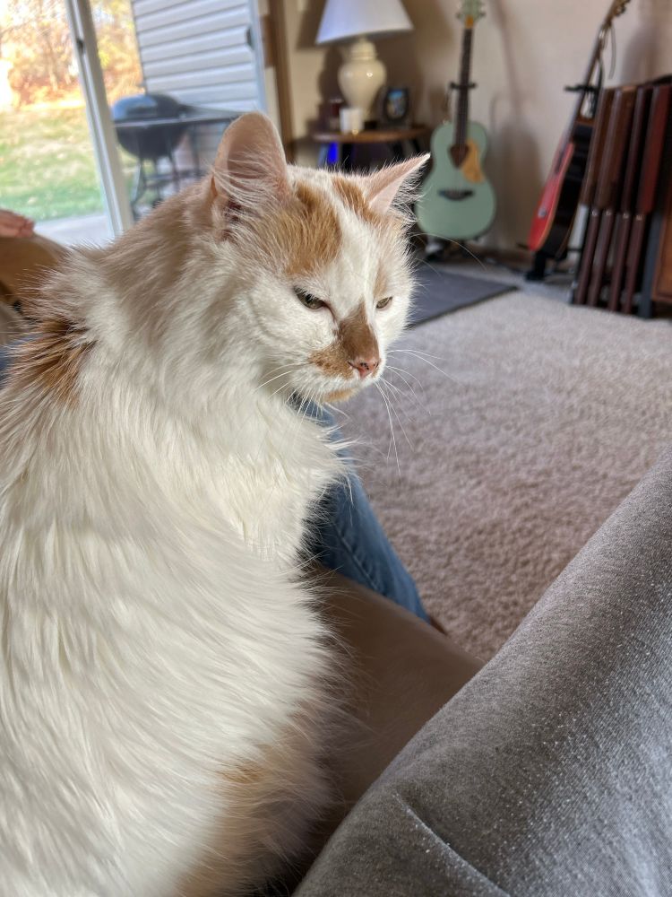 My cat staring at me like she’s fed up with me DESPITE COMING TO ME TO GET PET